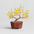 ネジッテBONSAI(蝋梅)