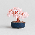ネジッテBONSAI(枝垂桜)