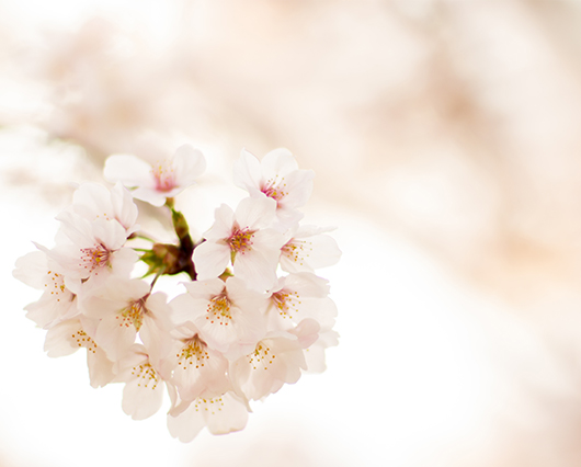 川辺の桜